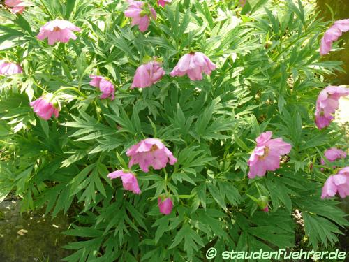 Image Paeonia veitchii