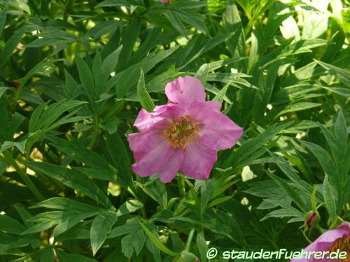 Bild Paeonia veitchii