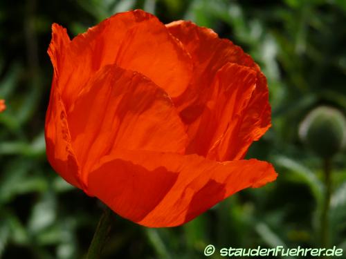 Bild Papaver bracteatum