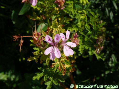 Bild Pelargonium asperum