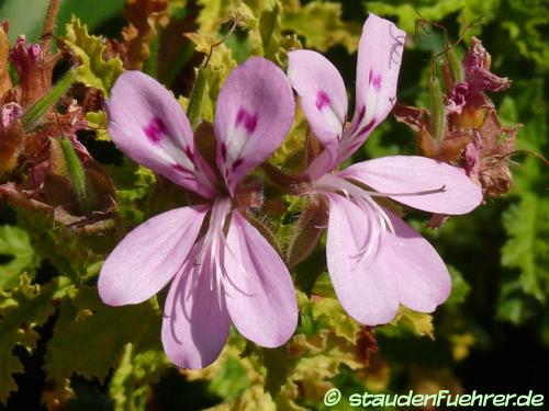 Image Pelargonium asperum