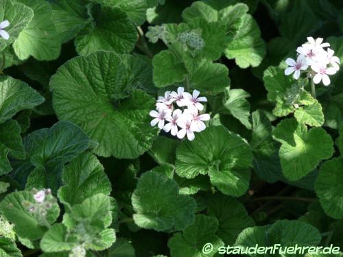 Image Pelargonium australe