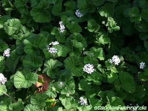 Image Pelargonium australe