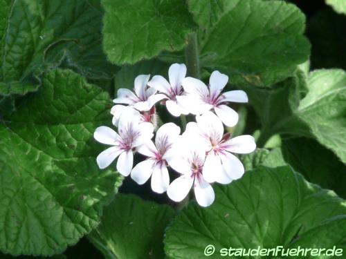 Image Pelargonium australe