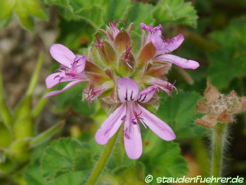 Bild Pelargonium capitatum