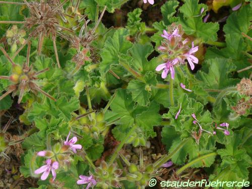 Image Pelargonium capitatum