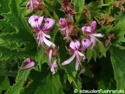 Bild Pelargonium citronella