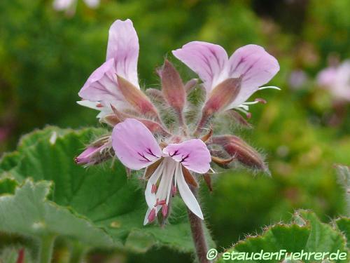 Image Pelargonium cordifolium