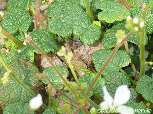 Bild Pelargonium cotyledonis