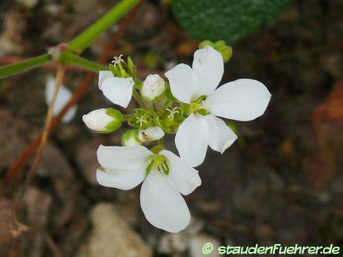 Bild Pelargonium cotyledonis