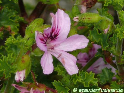 Image Pelargonium crispum