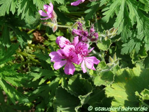 Image Pelargonium cucullatum