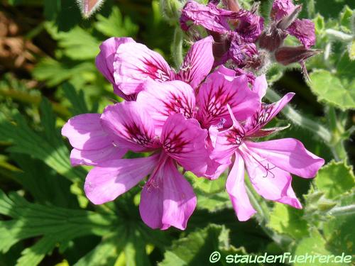 Bild Pelargonium cucullatum