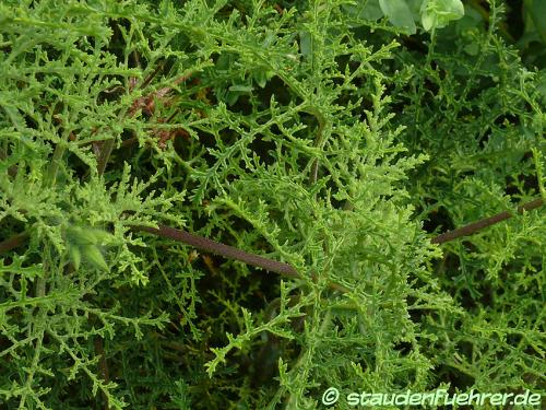 Image Pelargonium denticulatum