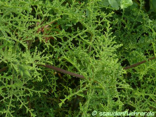 Bild Pelargonium denticulatum