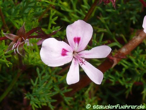 Image Pelargonium diversifolium