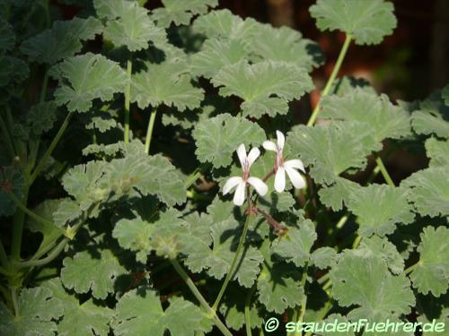 Pelargonium fragrans 'Variegatum' - Nutmeg geranium, Sweet-leaved geranium 'Variegatum' Image Pelargonium fragrans 'Variegatum'