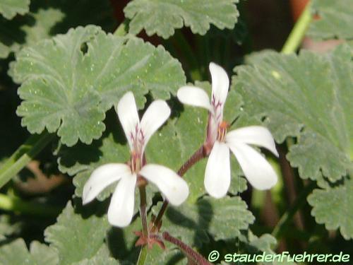 Bild Pelargonium fragrans 'Variegatum'