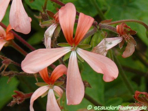 Image Pelargonium frutetorum