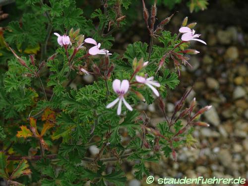 Bild Pelargonium fruticosum