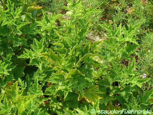 Image Pelargonium glutinosum