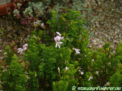 Image Pelargonium hermanniifolium