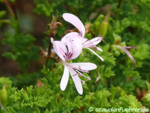 Image Pelargonium hermanniifolium