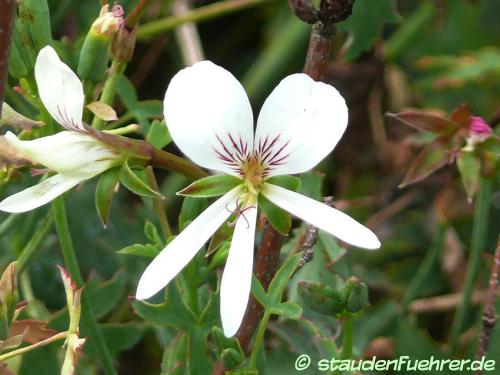 Bild Pelargonium oblongatum