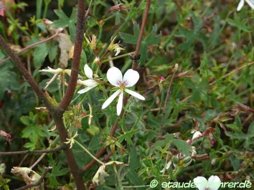 Bild Pelargonium oblongatum