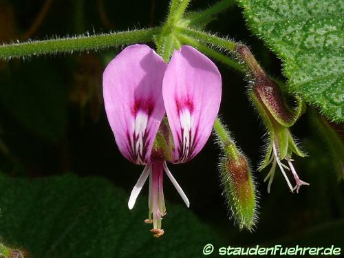 Image Pelargonium papilionaceum