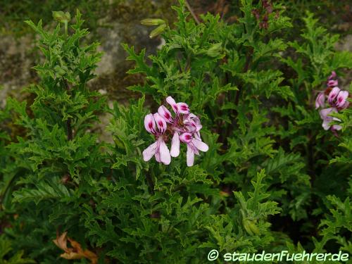 Image Pelargonium pseudo glutinosum