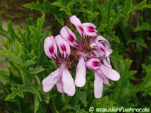 Image Pelargonium pseudo glutinosum