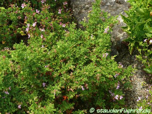 Bild Pelargonium quercifolium