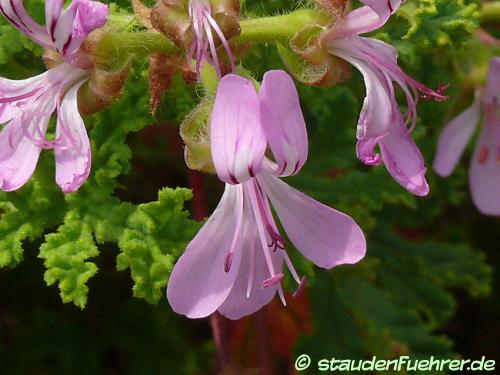Bild Pelargonium quercifolium