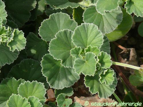 Bild Pelargonium reniforme