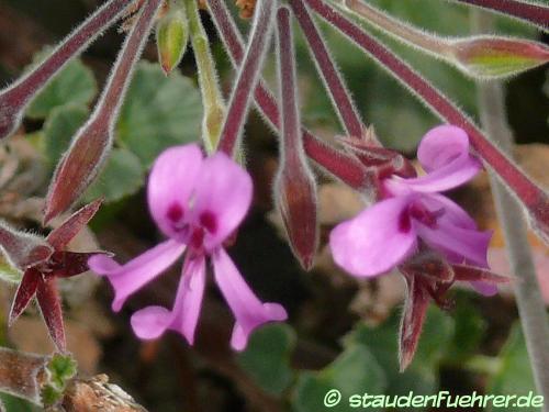 Bild Pelargonium reniforme