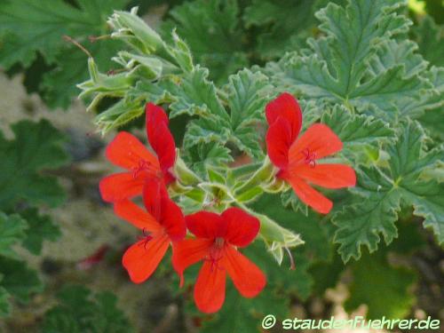 Image Pelargonium 'Scarlet Unique'