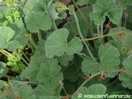 Image Pelargonium sidoides