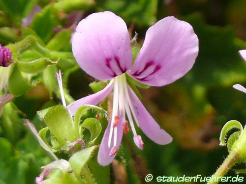 Image Pelargonium sublignosum