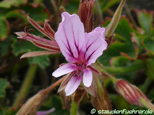 Image Pelargonium suburbanum