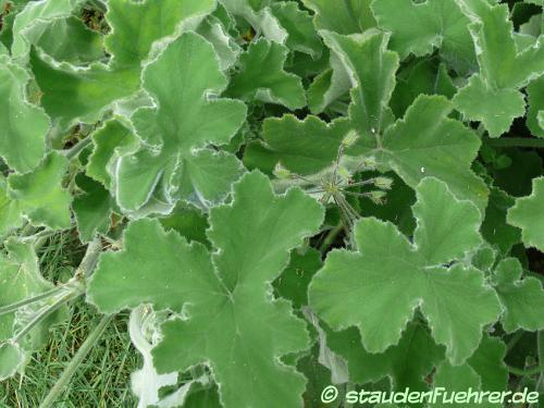 Bild Pelargonium tomentosum
