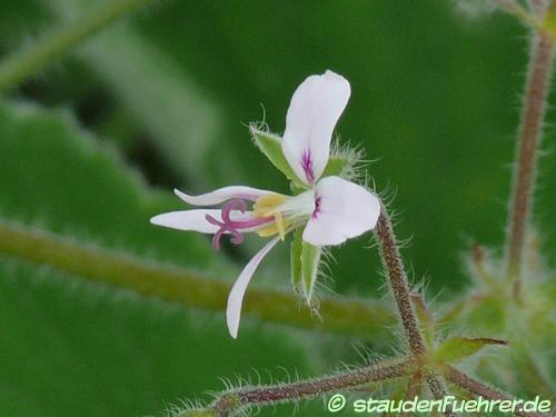 Bild Pelargonium tomentosum