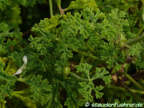 Bild Pelargonium trifidum
