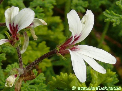 Bild Pelargonium trifidum