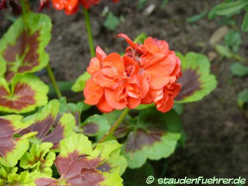 Bild Pelargonium zonale