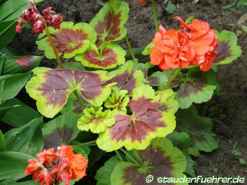 Bild Pelargonium zonale