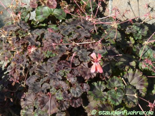 Bild Pelargonium zonale 'Mini Czech'