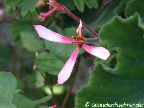 Image Pelargonium zonale 'Star Witch'