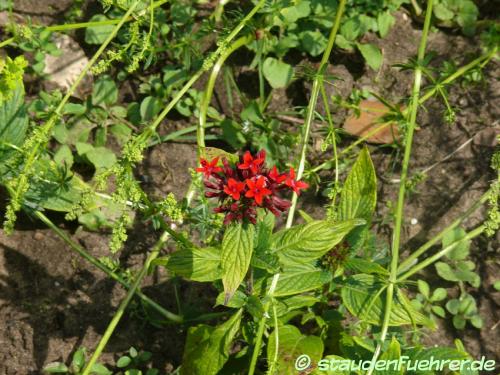 Image Pentas lanceolata Deflers