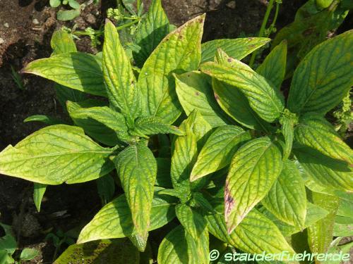 Bild Pentas lanceolata Deflers